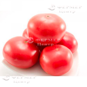 Пино F1 - томат индетерминантный, 500 семян, Agri Saaten Германия фото, цена